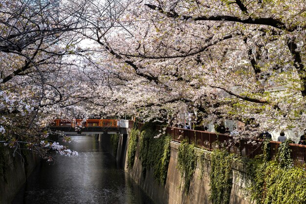 日本の美しい桃の木の花