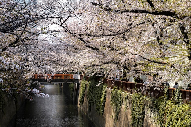 Beautiful peach tree blossom in japan