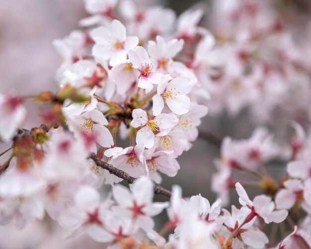 日本の美しい桃の木の花