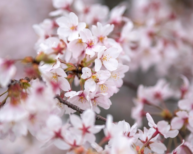 Beautiful peach tree blossom in japan