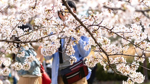 Beautiful peach tree blossom in japan