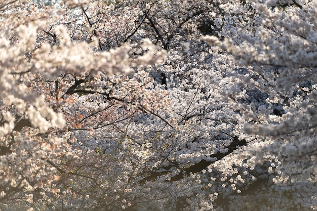 日光の下で東京の美しい桃の木の花