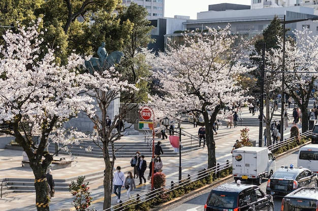 Beautiful peach tree blossom in tokyo