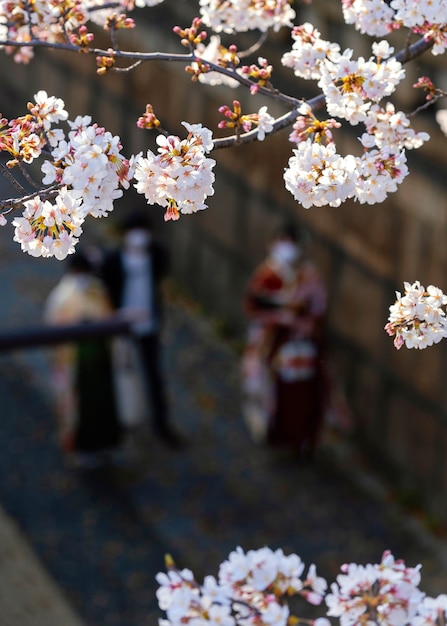 Красивое цветущее персиковое дерево в токио