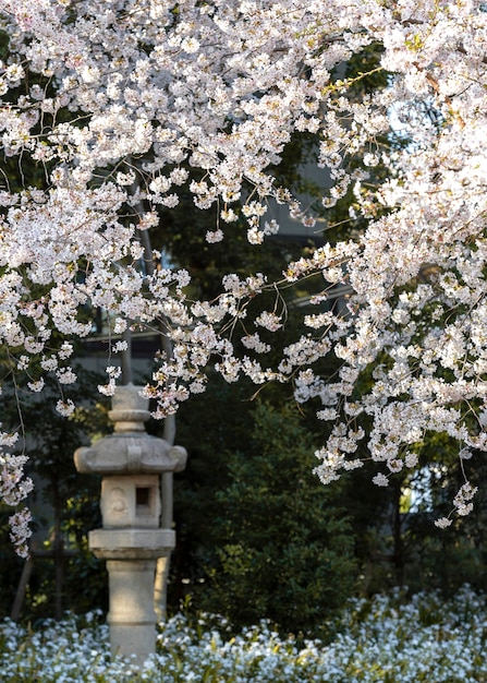 東京の美しい桃の木の花
