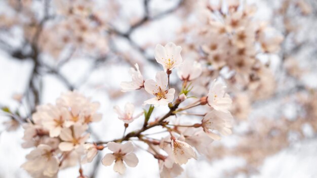 Beautiful peach tree blossom