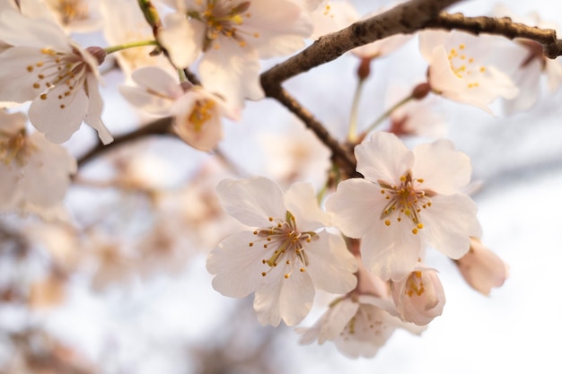 Beautiful peach tree blossom