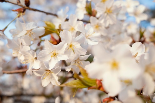 Free photo beautiful peach tree blossom