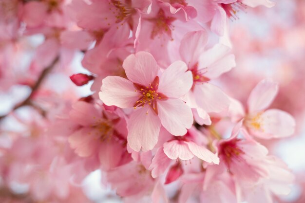 Beautiful peach tree blossom