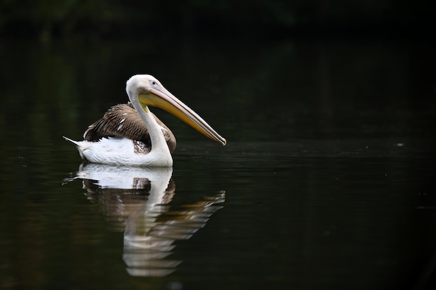 Красивая птица пеликан на темном озере