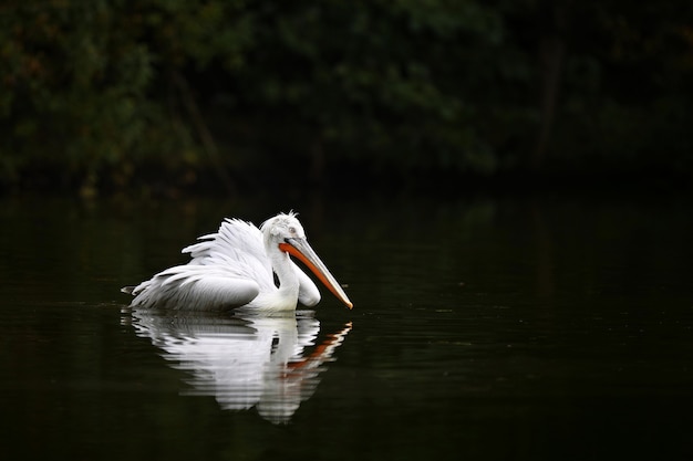 Free photo beautiful pelican bird on the dark lake