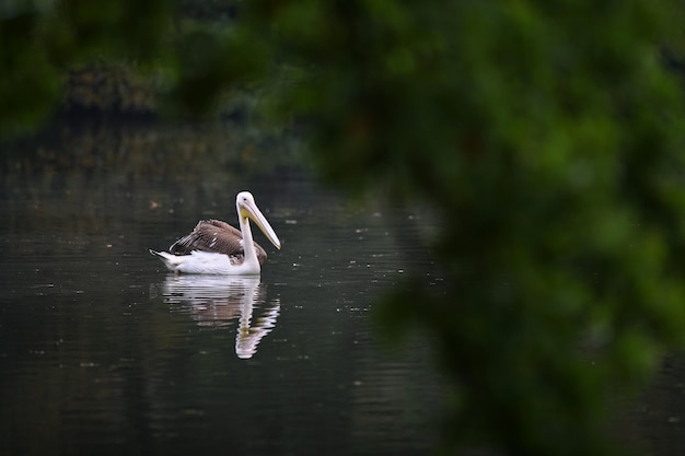 Красивая птица пеликан на темном озере