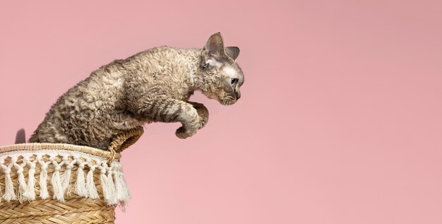 Beautiful pet portrait of cat jumping