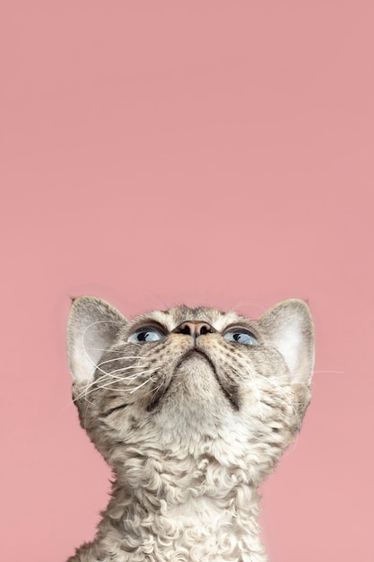 Beautiful pet portrait of cat looking up