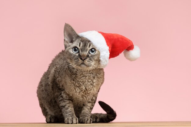 Beautiful pet portrait of cat with santa hat