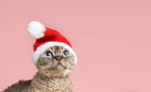 Beautiful pet portrait of cat with santa hat