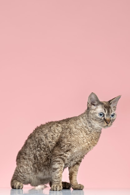 Foto gratuita bellissimo ritratto di gatto da compagnia