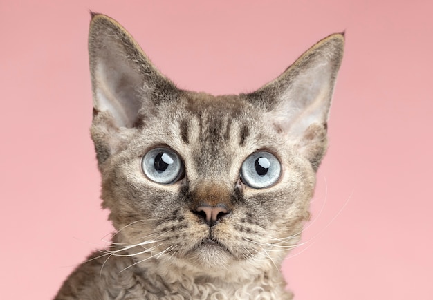 Красивый питомец портрет кошки