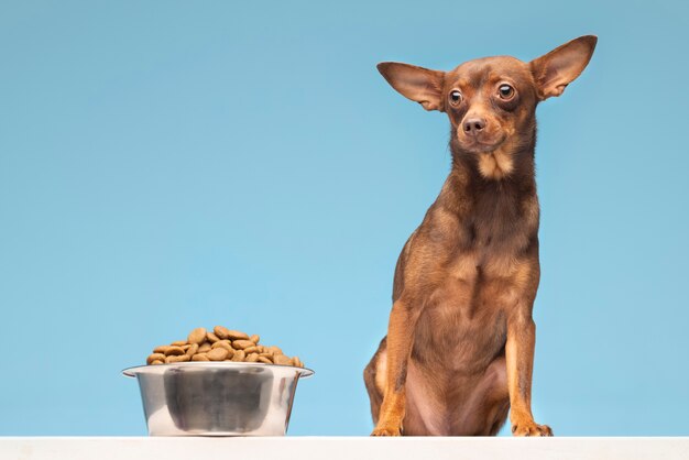 食べ物と犬の美しいペットの肖像画