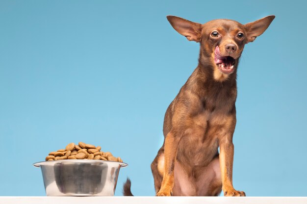 Beautiful pet portrait of dog with food