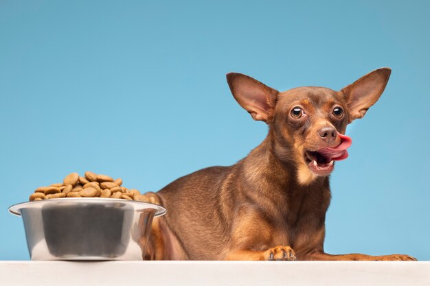 Beautiful pet portrait of dog with food
