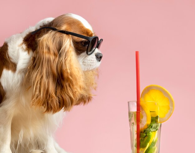 Beautiful pet portrait of dog with juice