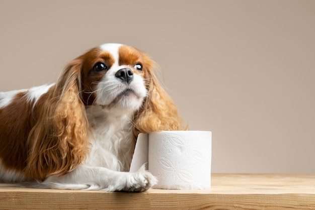 Beautiful pet portrait of dog