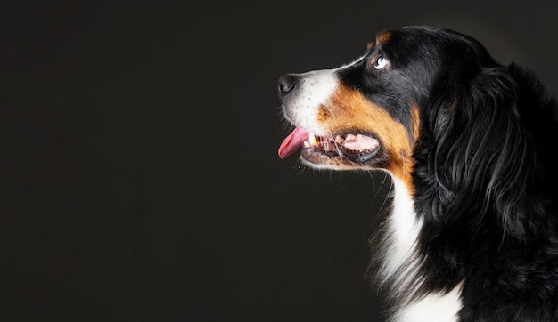 Foto gratuita bellissimo ritratto di cane