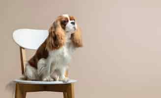無料写真 犬の美しいペットの肖像画