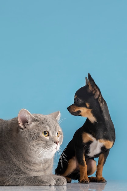 무료 사진 작은 개와 고양이의 아름다운 애완 동물 초상화