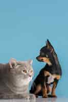 Free photo beautiful pet portrait of small dog and cat