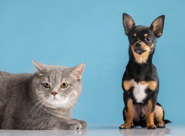 Красивый питомец портрет маленькой собаки и кошки