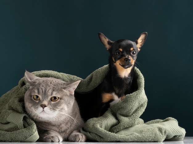 小さな犬と猫の美しいペットの肖像画
