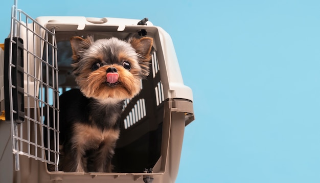 Beautiful pet portrait of small dog with cage