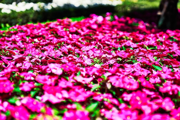 Bella immagine di fiori di petunie