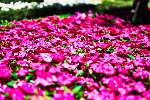 Beautiful petunias flowers image