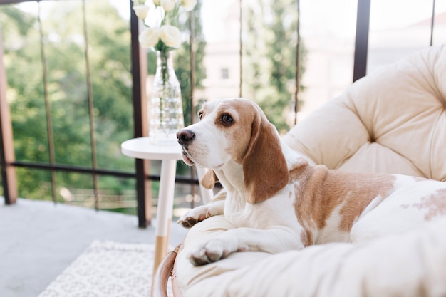 Beautiful photo of graceful beagle dog looking away while resting on balcony beside table with roses