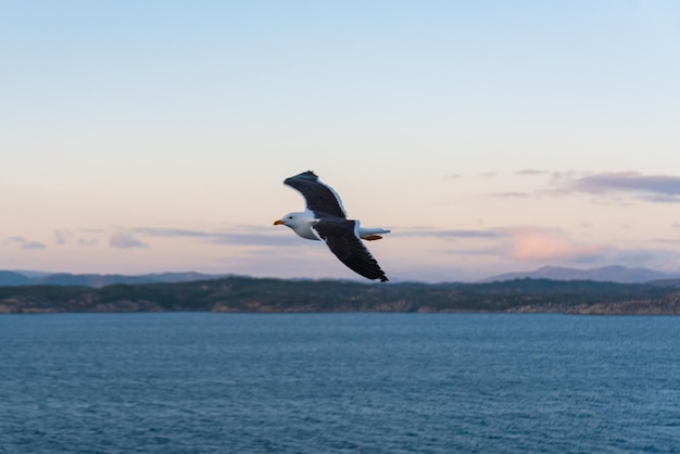 無料写真 海の波の美しい写真 鳥が飛ぶ