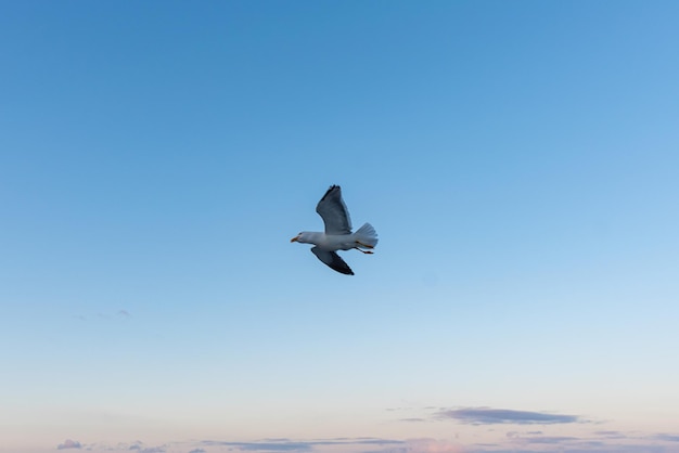 Foto gratuita una bella foto delle onde del mare un uccello che vola