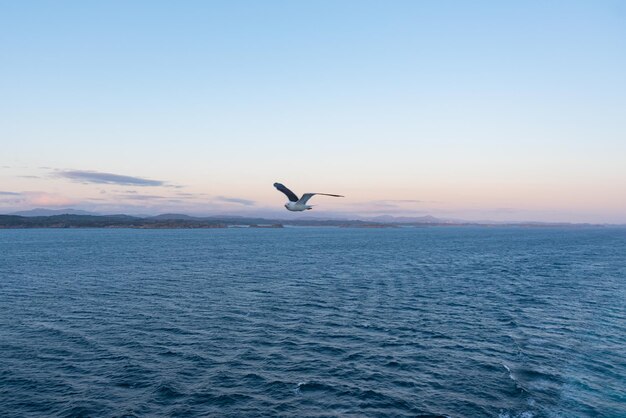 海の波の美しい写真 鳥が飛ぶ