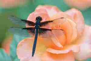 Foto gratuita bella libellula fotorealista in natura