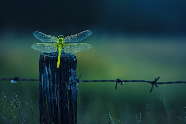 Bella libellula fotorealista in natura