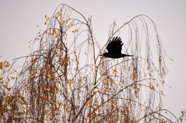 秋の自然の中で鳥やカラスの美しい写真。 （Corvus frugilegus）