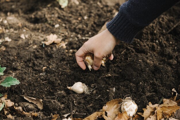 Beautiful  picture of a female doing a gardening