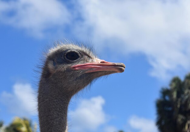 Beautiful picture of ostrich with neck extended in side view.