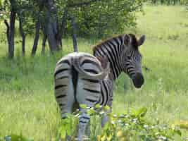 Free photo beautiful picture of a zebra in a field in south africa