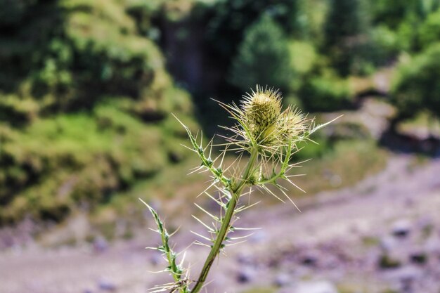 beautiful pin thorny sharp spiny