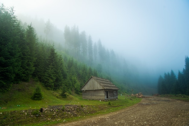 Красивые сосны в горах