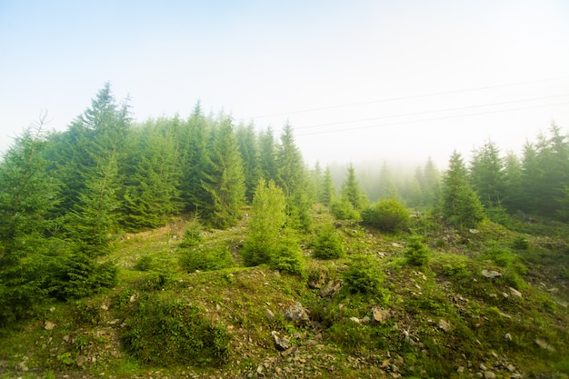 Beautiful pine trees on  mountains