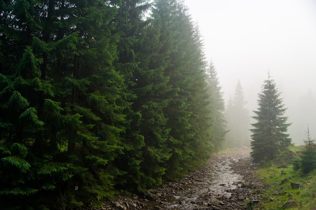 Beautiful pine trees on  mountains